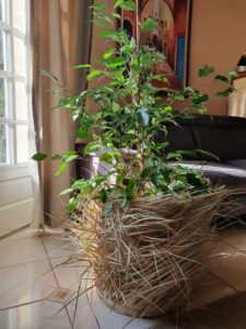 Corbeille - Ivanie : Marque Étincelles